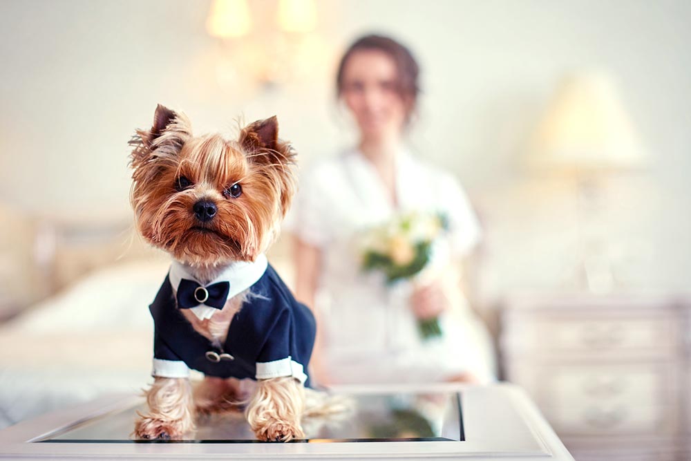 Hoe kunt u uw hond betrekken bij het huwelijk?