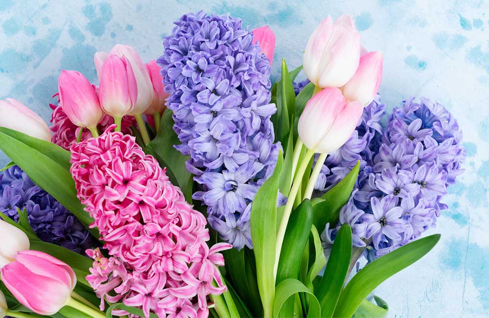 De bloemen De bloemen
