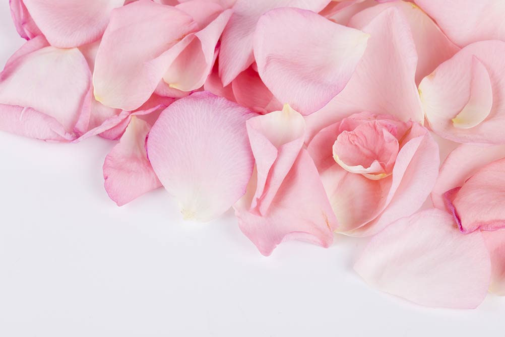 De rozenblaadjes: zachtheid, magie en weelderigheid