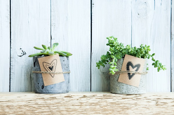 Vetplanten, originele cadeaus voor uw gasten Vetplanten, originele cadeaus voor uw gasten