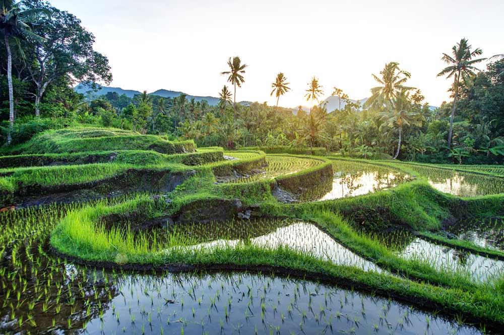 Huwelijksreis op Bali