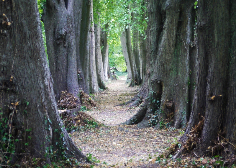 Le Château d'Emines et ses gîtes