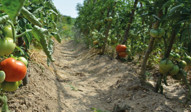 LA FERME DE FROIDMONT INSERTION